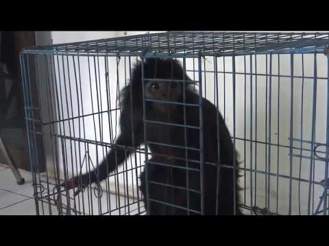 Javan Langur Evacuated After Being Sideswiped by a Truck