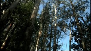 Souto da Retorta en Viveiro