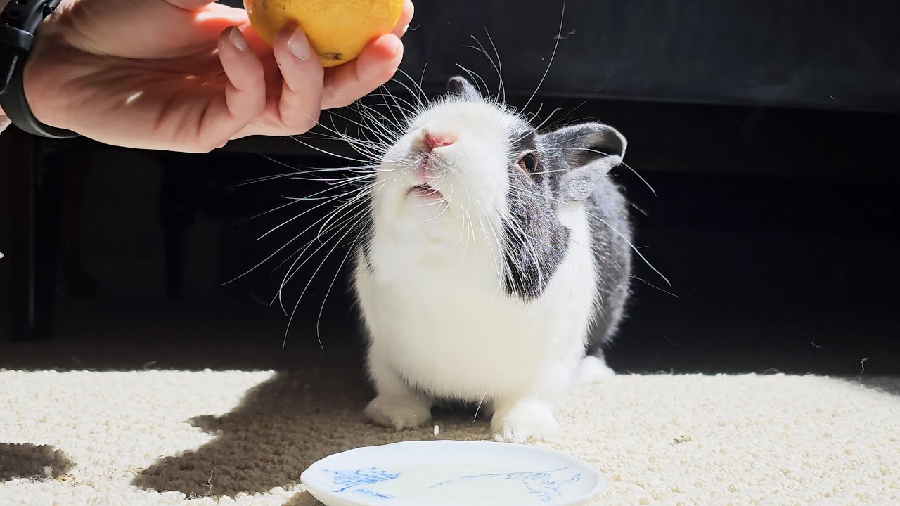 Can Rabbits Eat Grapefruit?