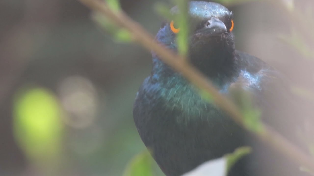 Cape Starling close up