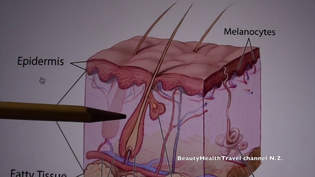 (9) Cosmetology Skin Structure and Function YouTube