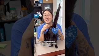 Ever wondered why your cat sticks their butt in your face? 🤨