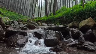 River Sounds for Sleeping: Nature Sounds of a Forest River for Relaxing Natural meditation