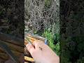 Why Bees Die After They Sting You