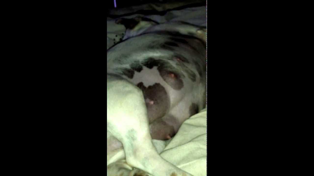 dog 51 days pregnant