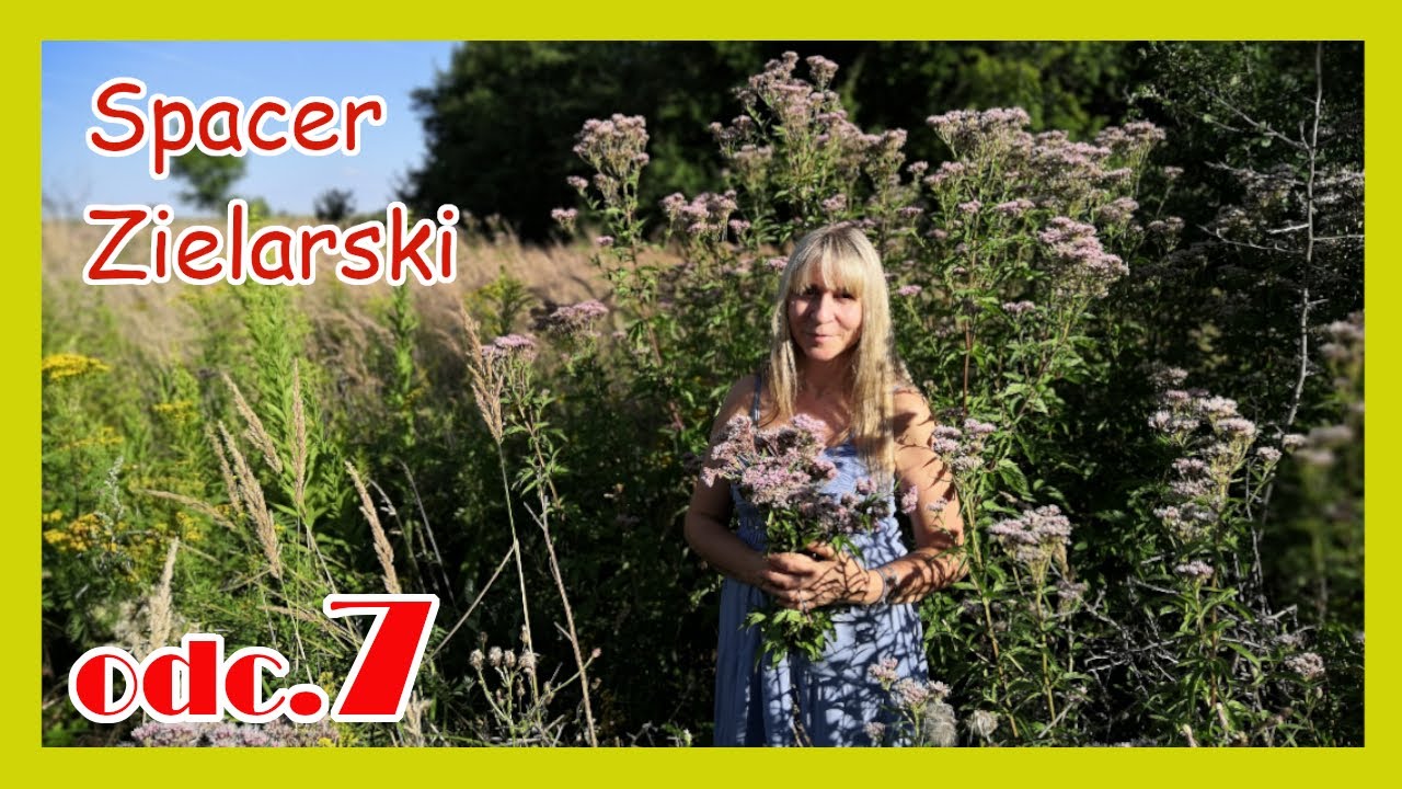 SADZIEC i NAWŁOĆ - rośliny dobre na WSZYSTKO! | SPACER ZIELARSKI Z BARBARĄ KAZANA | odc.7