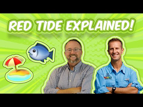 Ask An Expert Red Tide Blue Green Algae Explained 