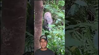 Pegaram o bicho mais bravo da selva no laço