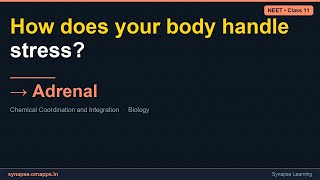 Adrenal | NEET Class 11 Biology | Synapse