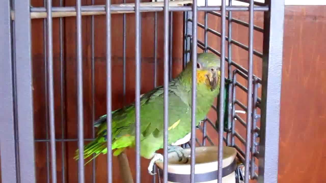 PARROT - PRR IM AMAZING GRACE - Orange Winged Amazon parrot  