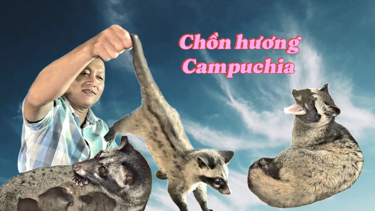 Chồn hương Campuchia dễ nuôi giá trị kinh tế cao