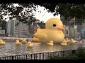Rubber﻿ Duck　Project 大阪のかわいい超巨大アヒルを見てきたよ。
