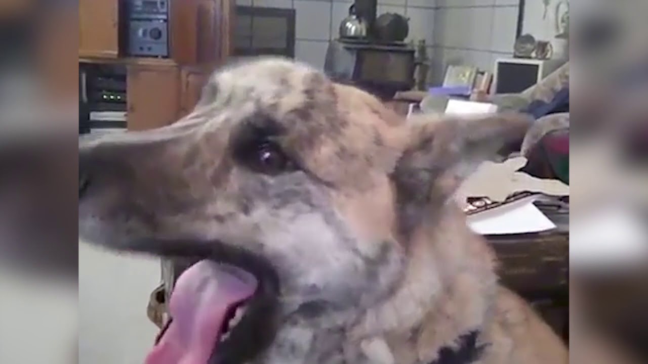 Ultimate dog tease in youtube YouTube