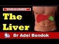 Anatomy of the liver dr adel bondok