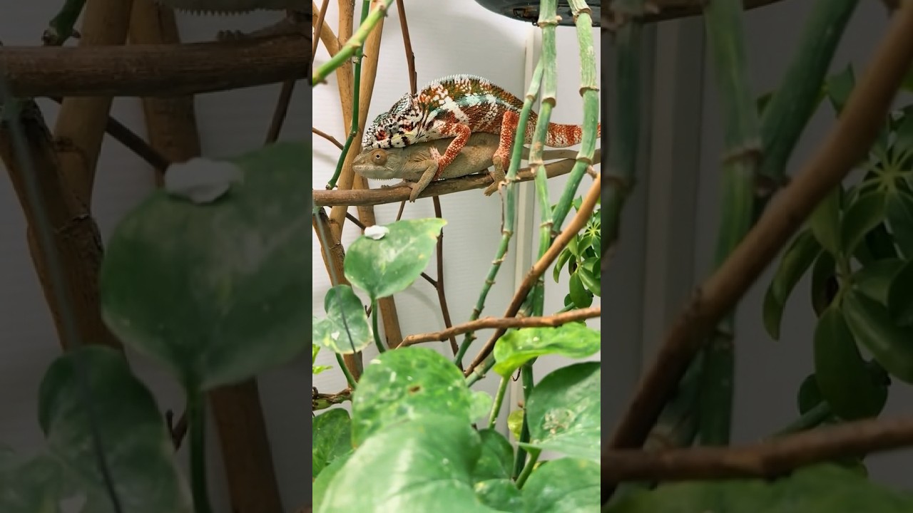 ¿Cómo se reproducen los camaleones? 