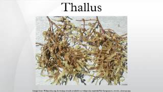 Thallus