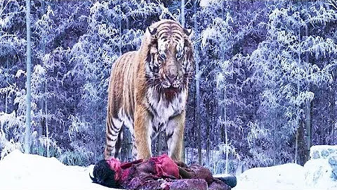 نمر بينقذ طفل من الذئاب اللى كانت بتاكله وهو حي وبيرجعه لأبوه ملخص فيلم The Tiger 