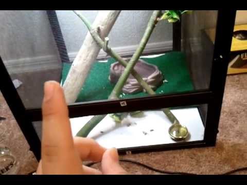 video phone beyonce mp3 mini reptile room and update