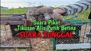 Suara Pikat Tikusan Alis Putih Betina || Suara Tunggal