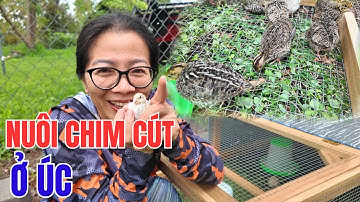 Cuộc Sống Úc - Chăm Sóc Và Nuôi Chim Cút Con 3 Tuần Đầu - Tự Làm Chuồng TIết Kiệm Chi Phí