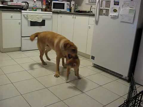 Yoshi The Shiba Inu Playing With Labrador