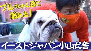 【ブルドッグだらけ】イーストジャパン小山犬舎へ潜入【前編】