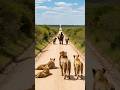 Elephant Sound Giant African Elephant Scares Lions Without Even Moving Just Single Trumpet 