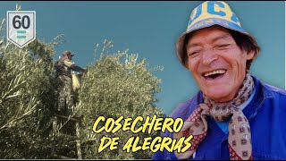 Con casi 70 años trepa solo los Olivos para cosechar aceitunas