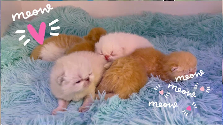Video 1526681: exotic shorthair cattery, exotic shorthair kitten, tabby exotic, red tabby, kittens born