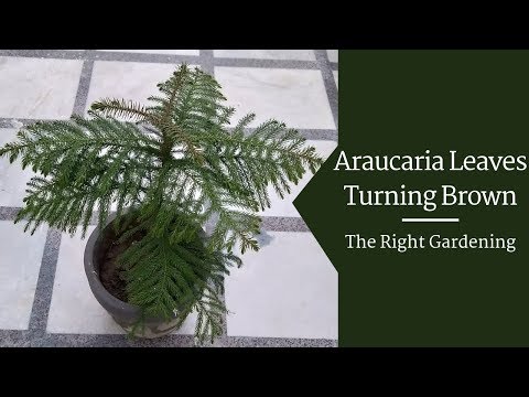 Araucaria Plant Leaves Turning Brown Hindi Yellow Leaves On Christmas Tree Norfolk Island Pine Youtube