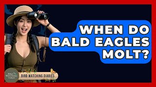 Match Highlights When Do Bald Eagles Molt? - Bird Watching Diaries