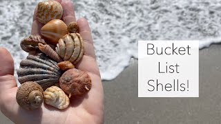 I drove 6 hours for seashells and it was totally worth it! Juno Beach was good to me! screenshot 5
