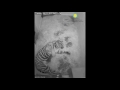 view Sumatran tiger Cub Born July 11, 2017 digital asset number 1