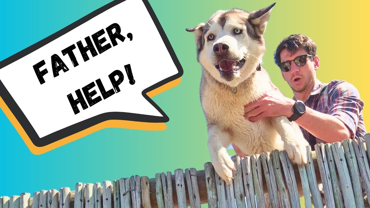 ALMOST| lost our MUIZENBERG HUSKY! 