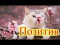 Смешное про животных|Приколы с котами| Видео про котов| Кошки|Позитив|Создай себе хорошее настроение