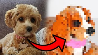 I Built My Dog Out Of LEGO!