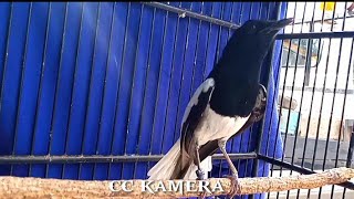 Kacer on konslet,,EMOSI TINGGI DONGKRAK BIRAHI KACER LANGSUNG IKUT ON DAN BONGKAR MATERI