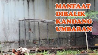 Murai Batu Diumbar Inilah Manfaat Dibalik Umbarankuliaran