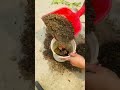 উপহার পাওয়া শিউলি ফুল গাছ😍 #foryou #youtubeshorts #garden #gardening #minivlog #reels #tips
