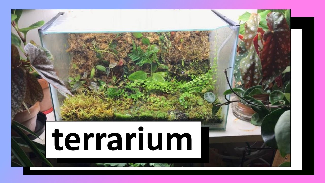 Terrarium Maintenance ( chill ) YouTube