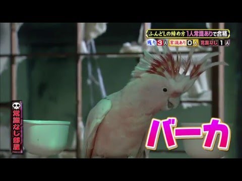 オウム バーカ Youtube