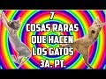 7 Cosas Raras Que Hacen Los Gatos 3a.Parte - SiamCatChannel