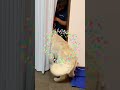 【歓喜】コールと父ちゃんの再会😊【ゴールデンレトリバーと楽しく暮らす】ほぼ毎日発信中✨