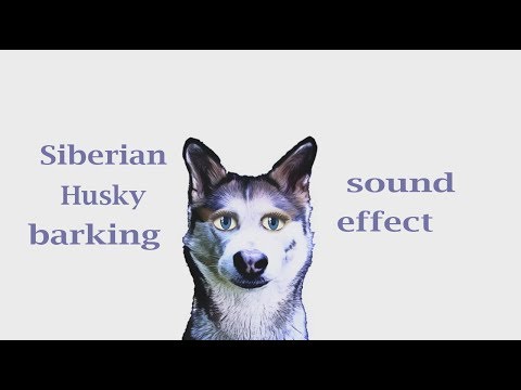how-a-siberian-husky-barking---sound-effect---animation