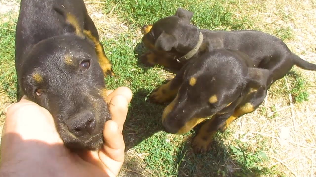 Lovački pas terijer (vjezbanje terijera u gateru - divlje svinje)