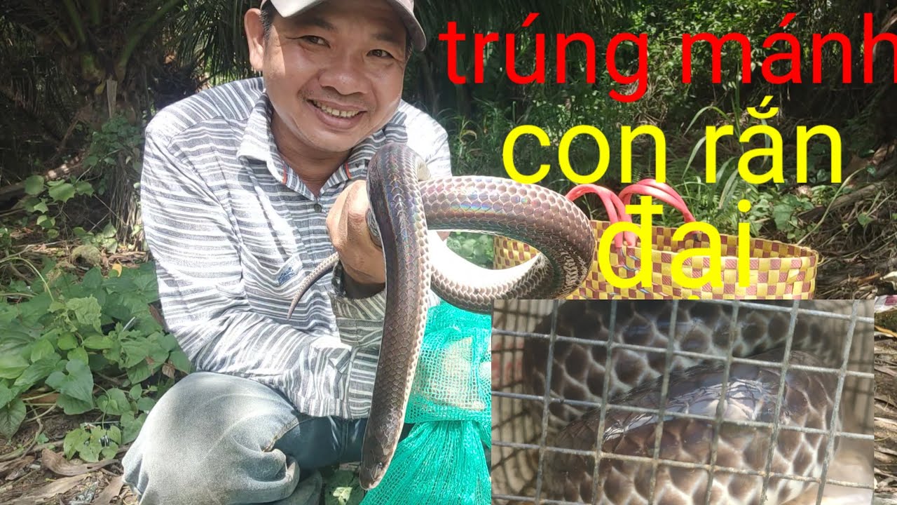 Thăm bẫy rắn dính quá ngon rắn khủng