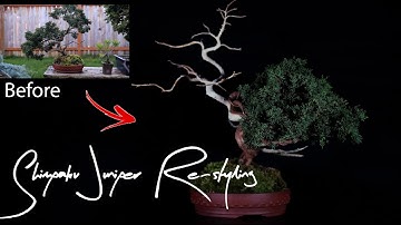 Shimpaku Juniper Bonsai Styling - NEW LOOK!