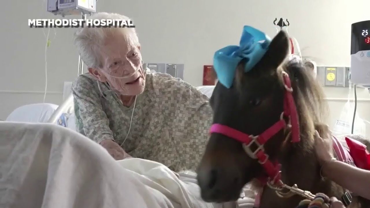 Methodist Hospital welcomes miniature therapy horse