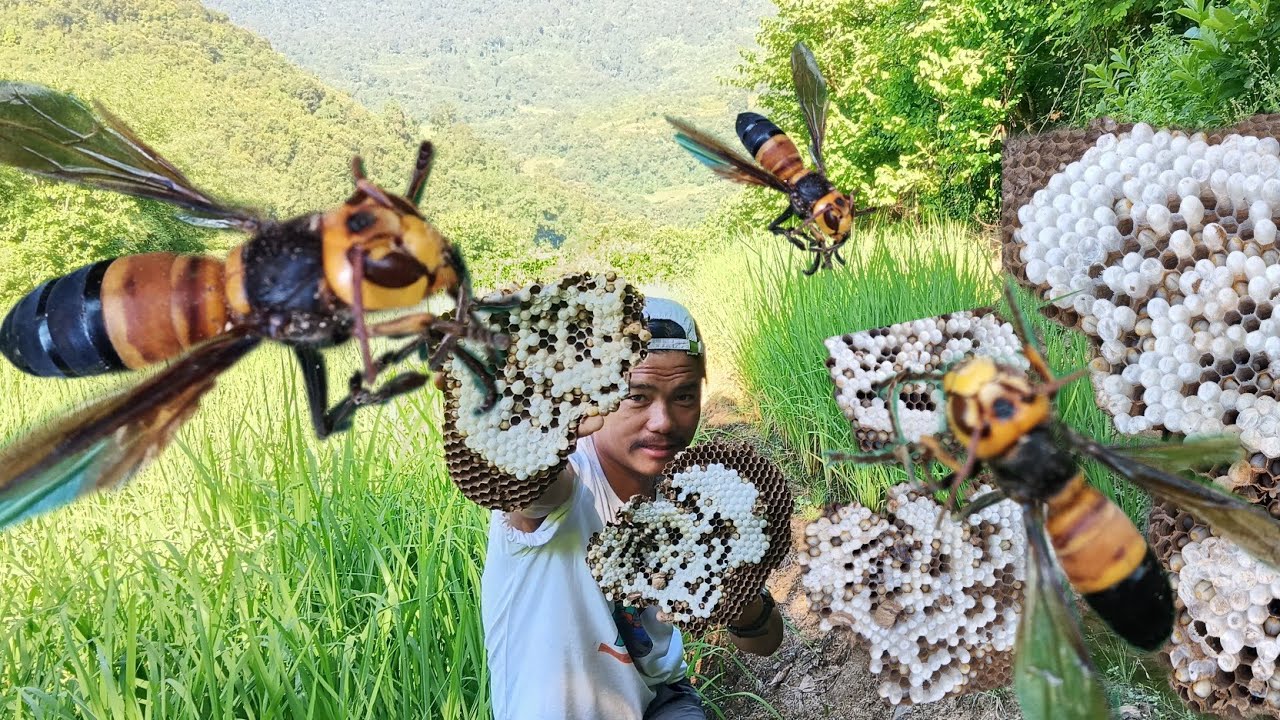 Finding Giant Hornet Nest || Arunachal Pradesh