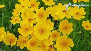 Mal Muthulal මල මතලල Uresha Ravihari Jagath Wickramasinghe With Sinhala Lyrics